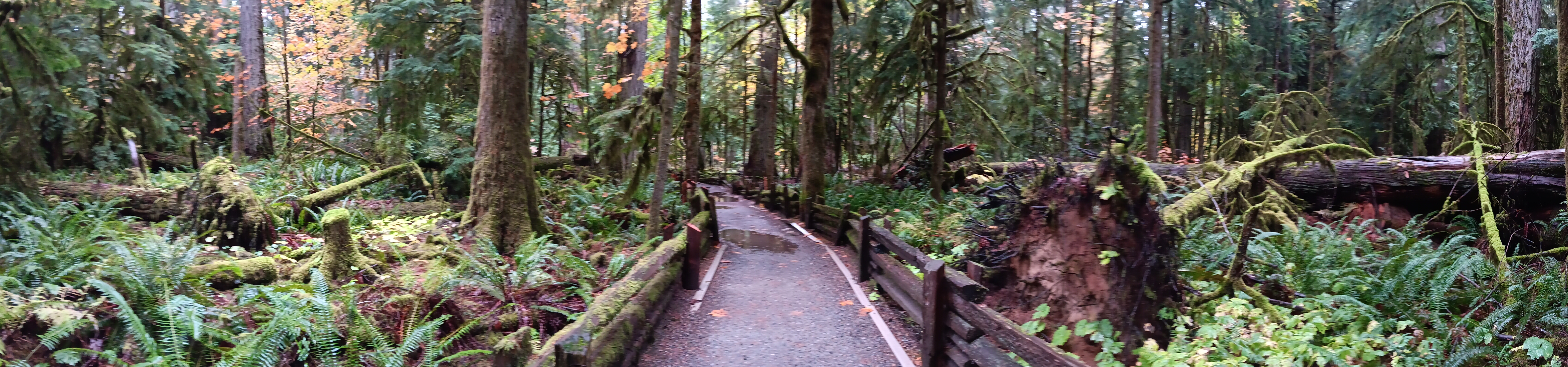Cathedral Grove - Fallen Ancient Trees